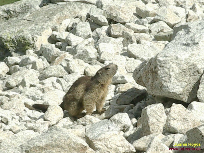 196/270 - 20060710-1121_IM318_marmota   (800x600, 92kB)